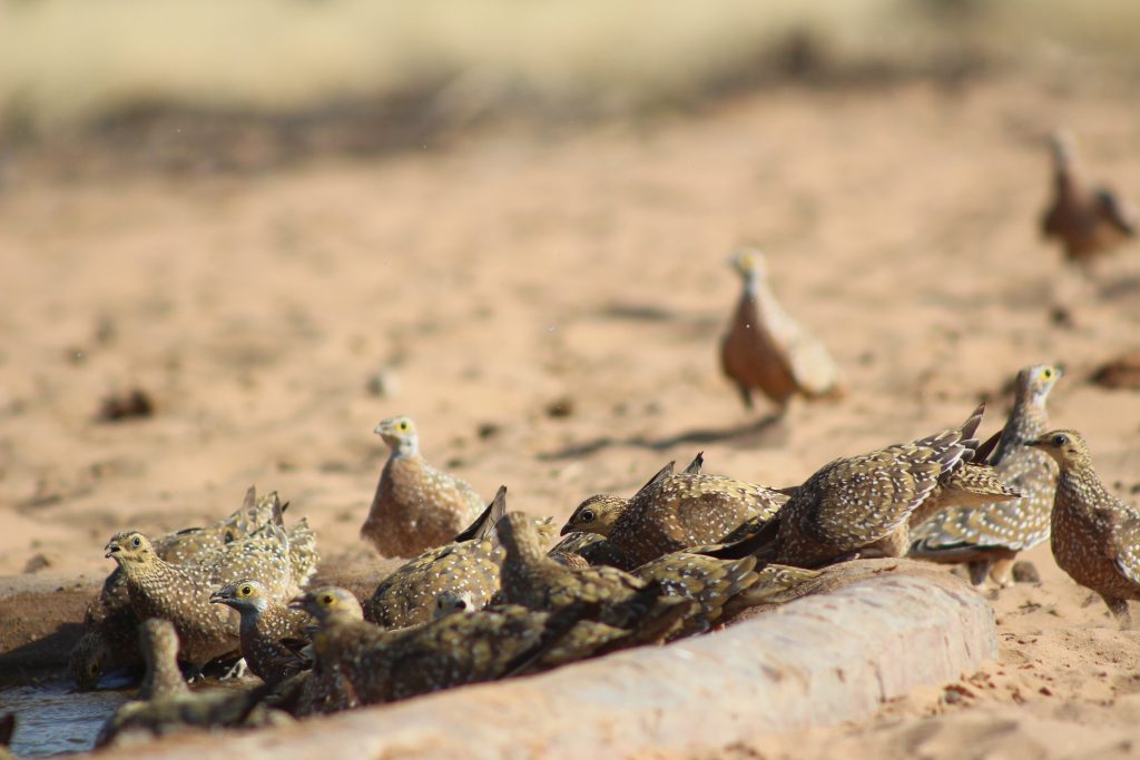 Bird watching in the Kalahari: Namaqua Sandgrouse