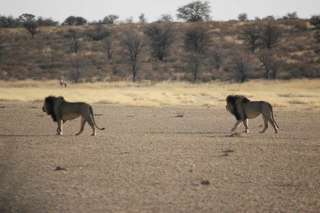 Male lions