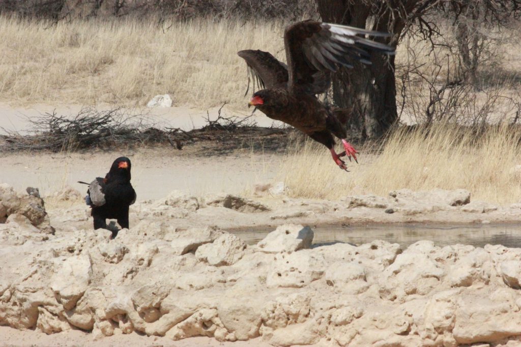 Bateleur